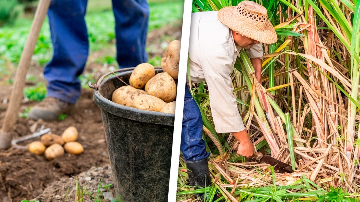 Cuban Government Implements Fiscal Actions to Improve Food Production