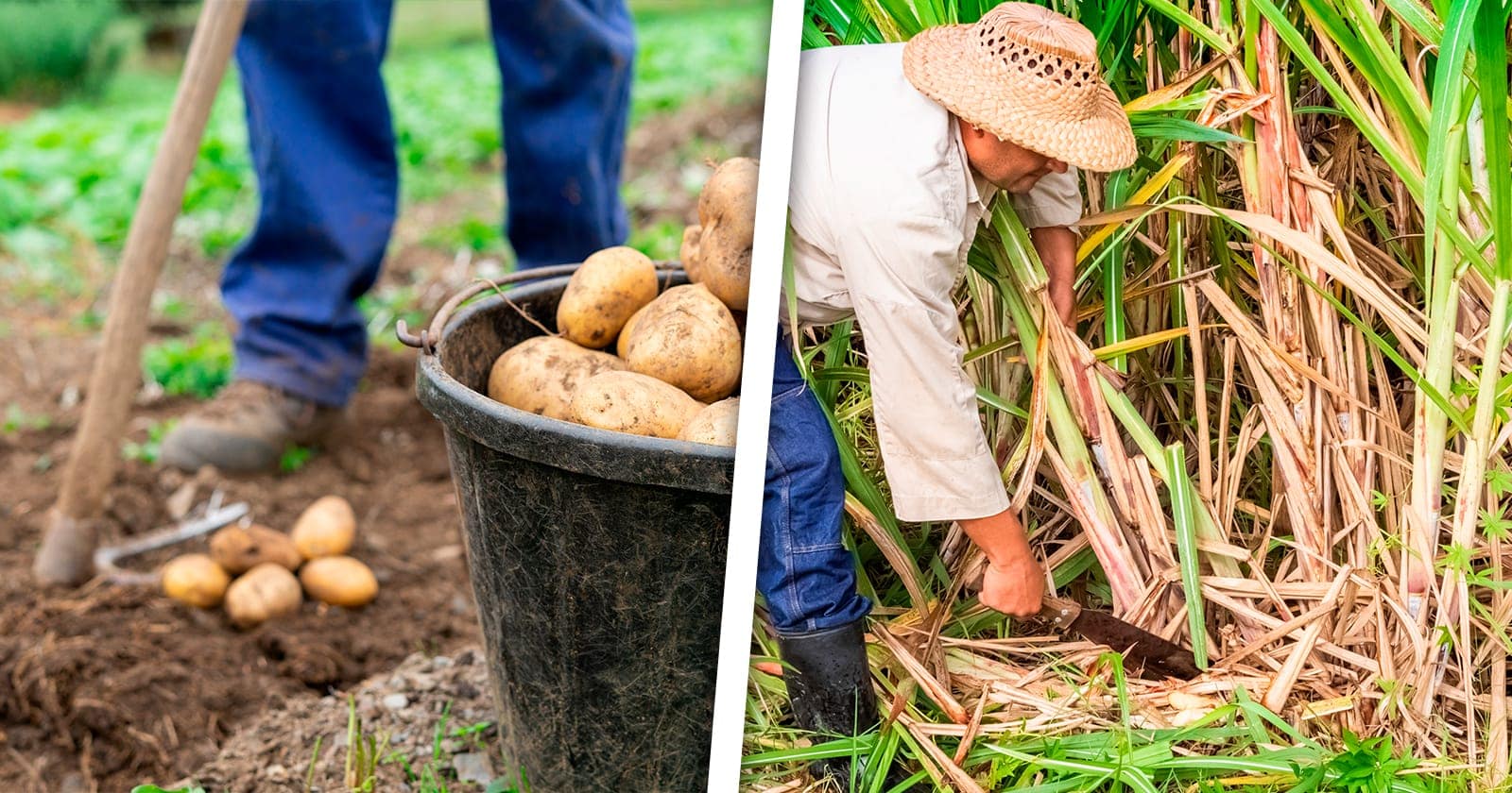 Cuban Government Implements Fiscal Actions to Improve Food Production