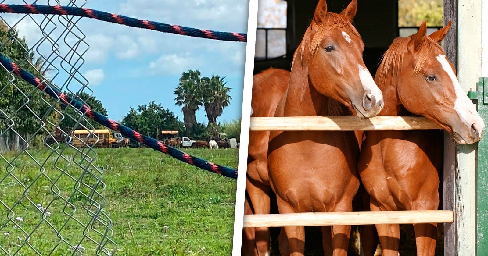 Theft and Slaughter of Horses in Miami-Dade Local Police Ask for Help to Find the Culprits